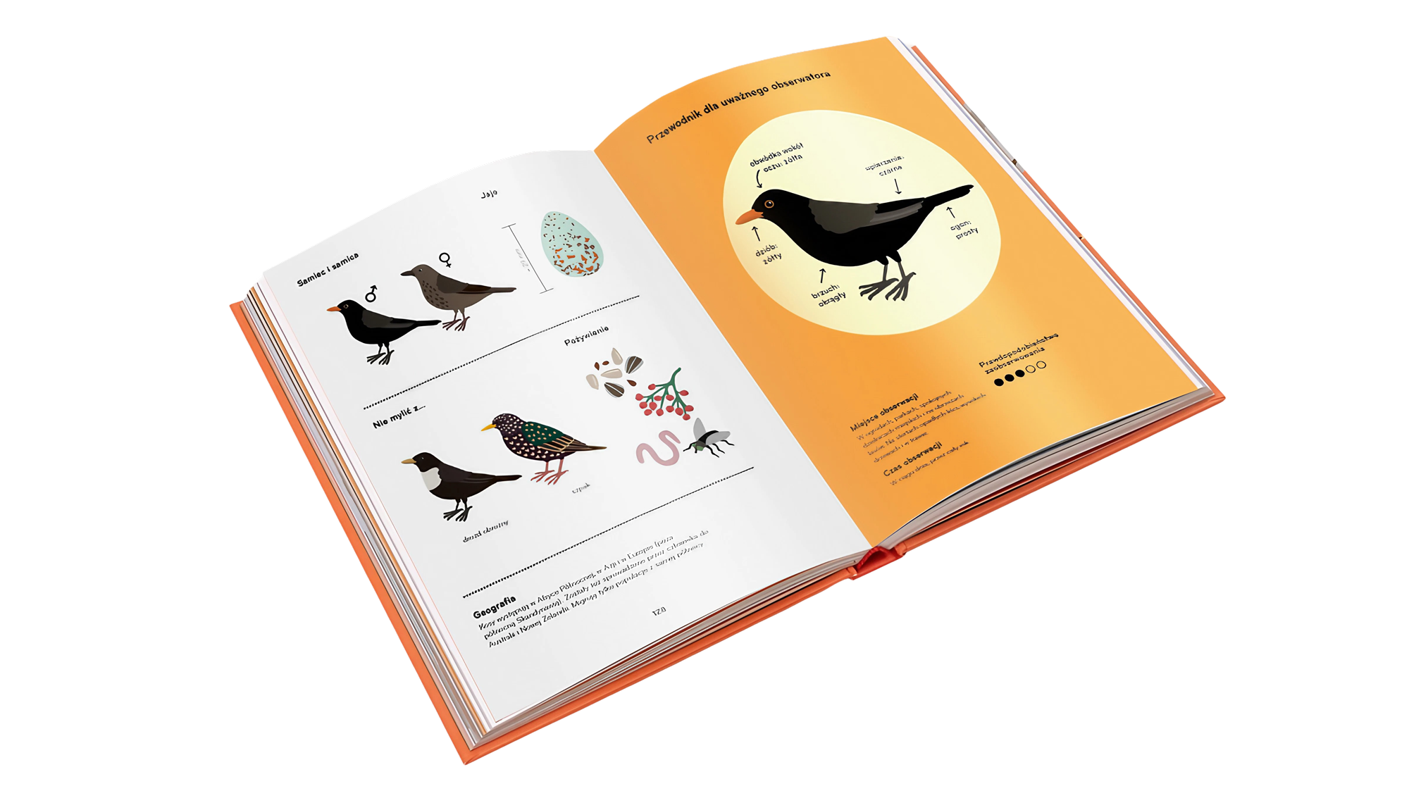 Ornitorama Książka-dla-dzieci-o-ptakach-kos