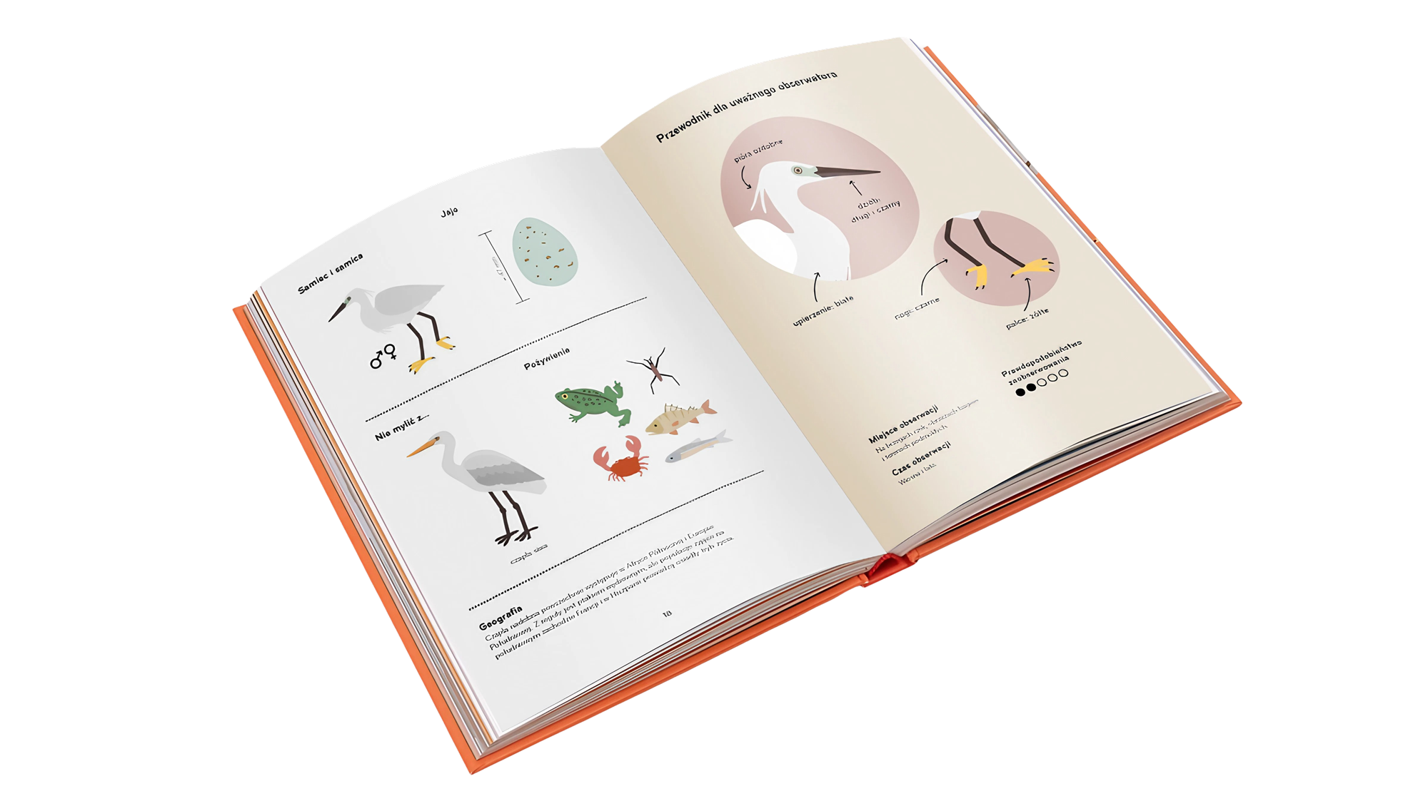 Ornitorama - Inside mockup 2 Jak-obserwowac-ptaki-z-dziecmi