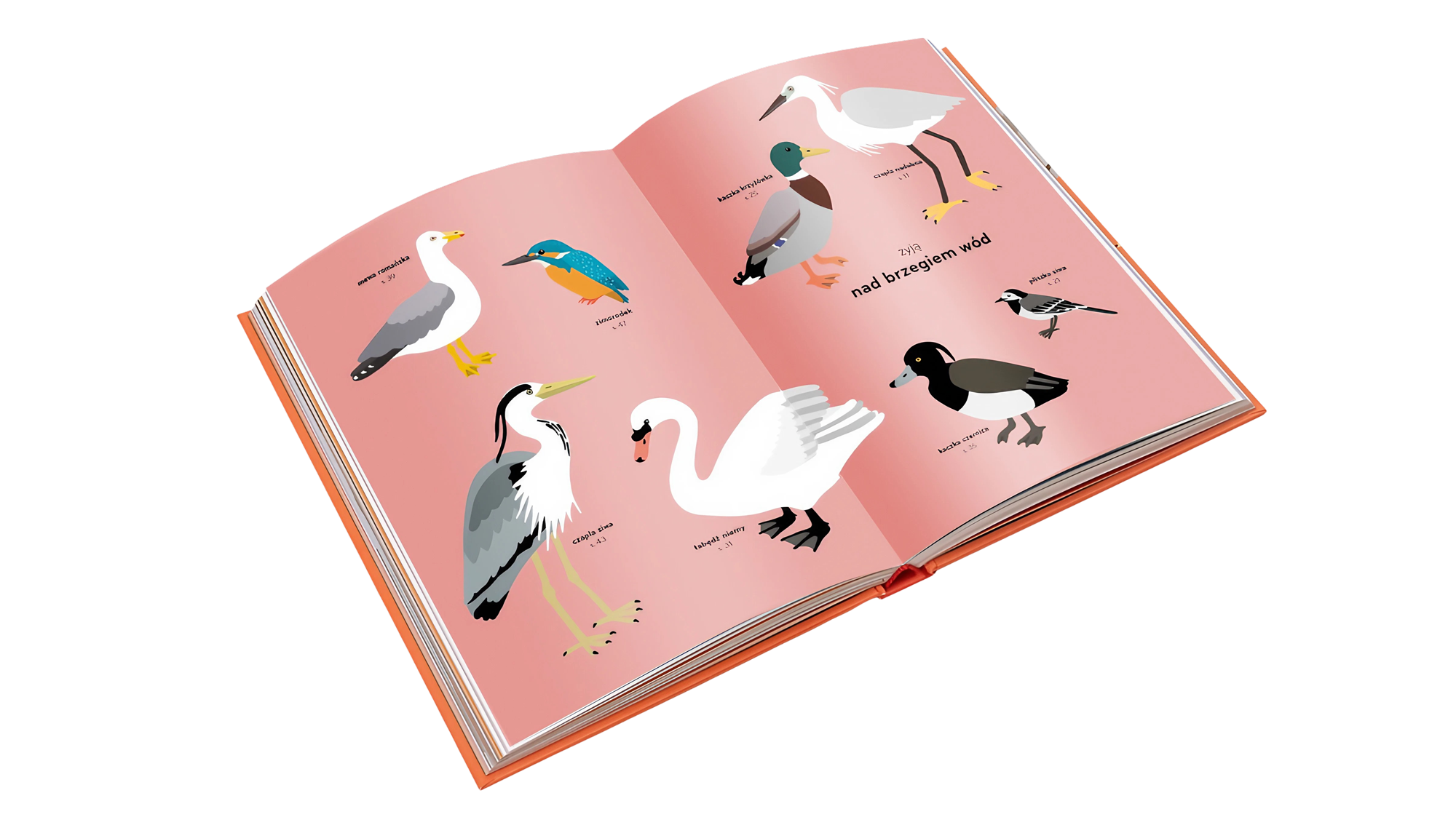 ornitorama_pl_05a_0200x1123 ornitorama-ptkai-dla-dzieci